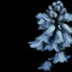 bells flower, flower background, blue, beautiful flowers, flower, flower wallpaper, black, nature, spring, blue purple flower, blue flower, black natural