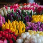 Vibrant tulip bouquets in various colors displayed at a flower market, symbolizing spring.